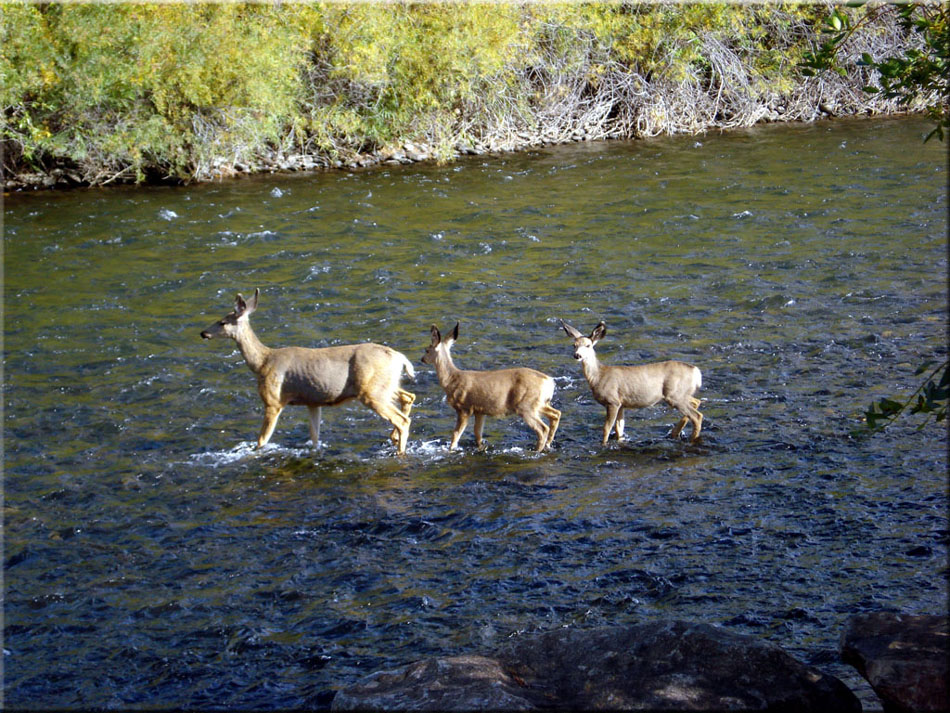 GRL Mule Deer Crossing