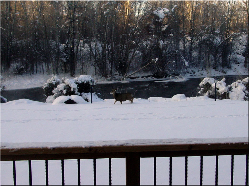 GRL Snowy Mule Deer